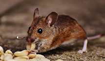 24 Hour & Emergency Exterminators in Rulo, NE
